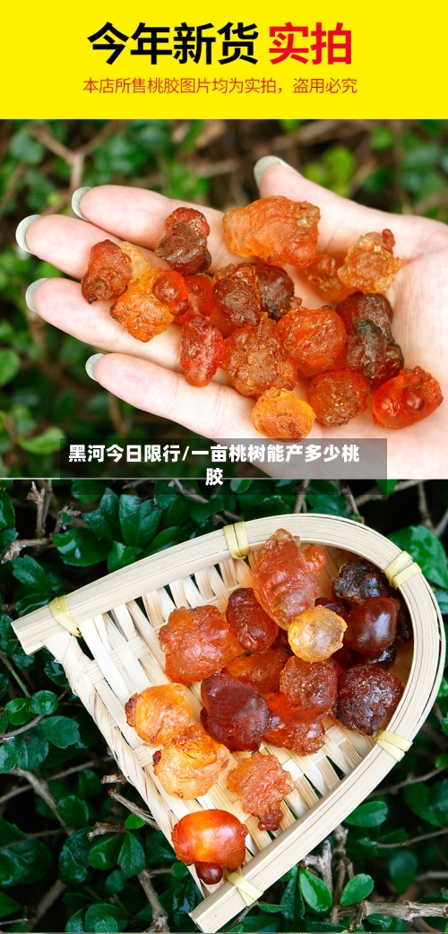 黑河今日限行/一亩桃树能产多少桃胶