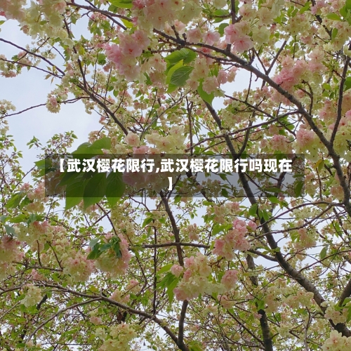 【武汉樱花限行,武汉樱花限行吗现在】-第2张图片