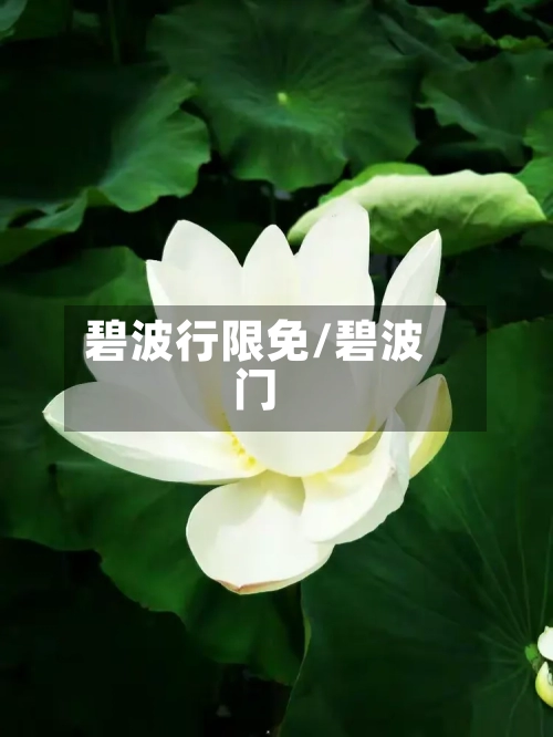 碧波行限免/碧波门
