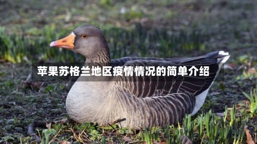 苹果苏格兰地区疫情情况的简单介绍-第2张图片