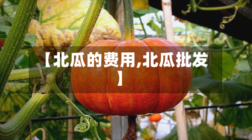 【北瓜的费用,北瓜批发】