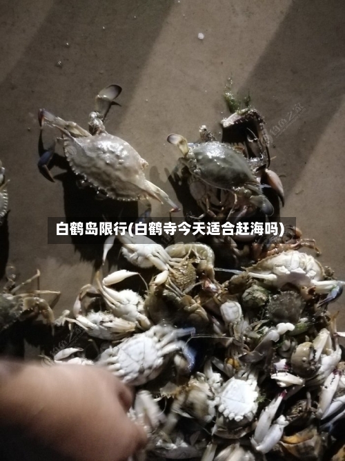白鹤岛限行(白鹤寺今天适合赶海吗)