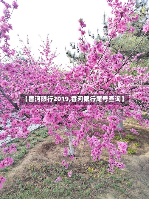 【香河限行2019,香河限行尾号查询】