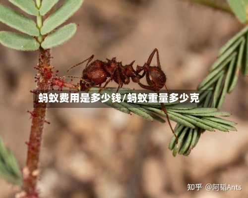 蚂蚁费用是多少钱/蚂蚁重量多少克-第2张图片