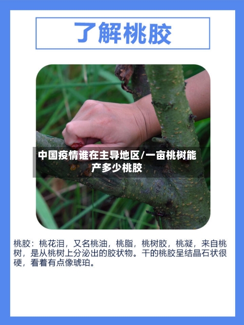 中国疫情谁在主导地区/一亩桃树能产多少桃胶-第3张图片
