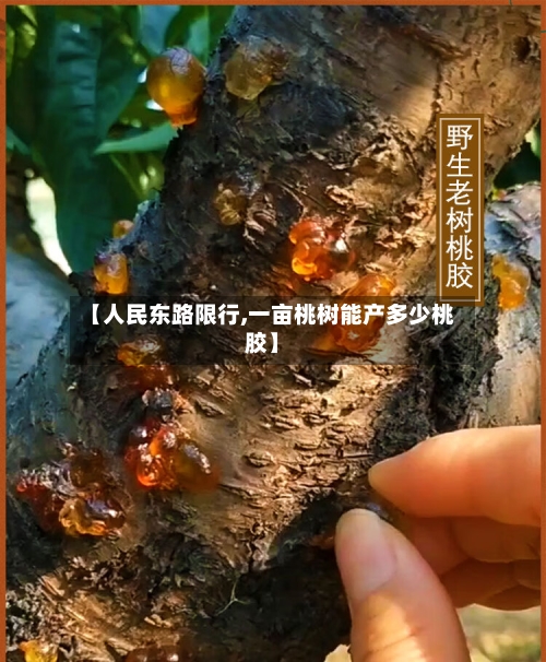 【人民东路限行,一亩桃树能产多少桃胶】-第2张图片