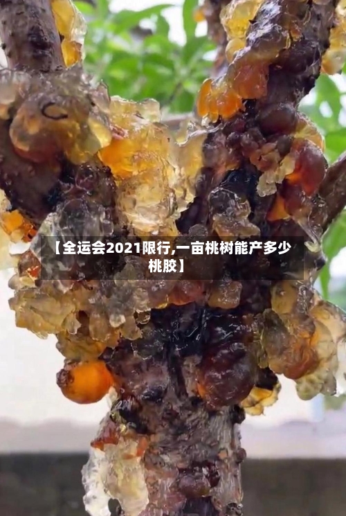 【全运会2021限行,一亩桃树能产多少桃胶】
