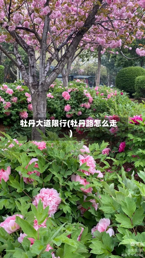 牡丹大道限行(牡丹路怎么走)