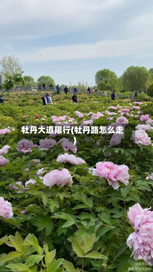 牡丹大道限行(牡丹路怎么走)-第2张图片