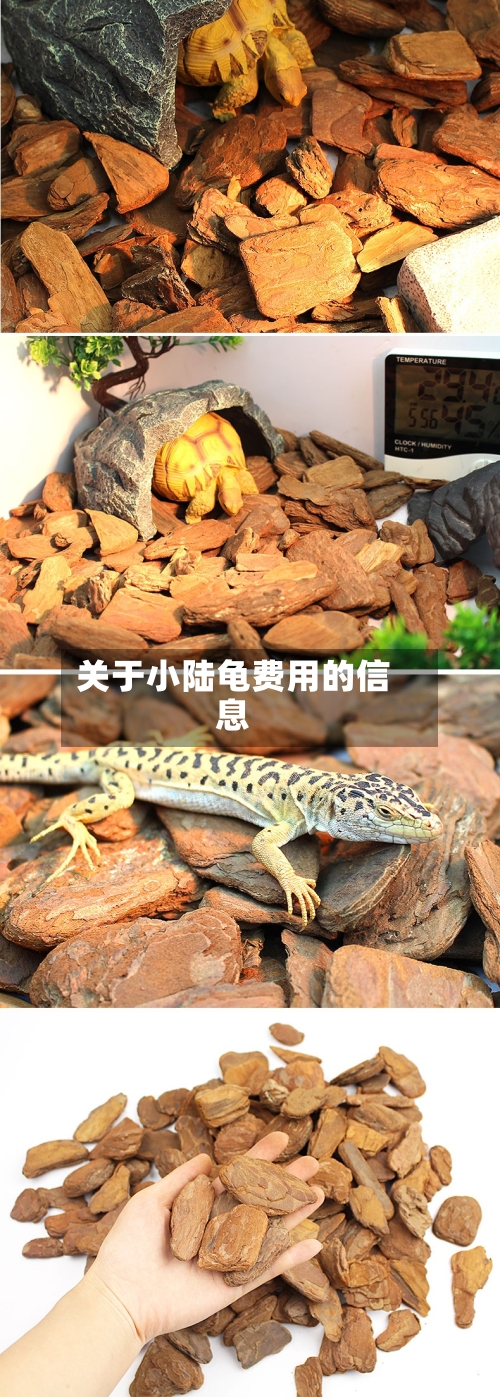 关于小陆龟费用的信息-第2张图片