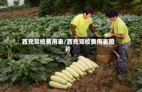 西充驾校费用表/西充驾校费用表图片