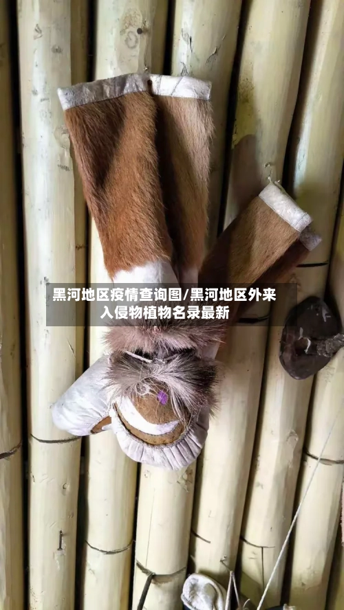 黑河地区疫情查询图/黑河地区外来入侵物植物名录最新