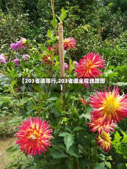 【203省道限行,203省道全程线路图】-第3张图片