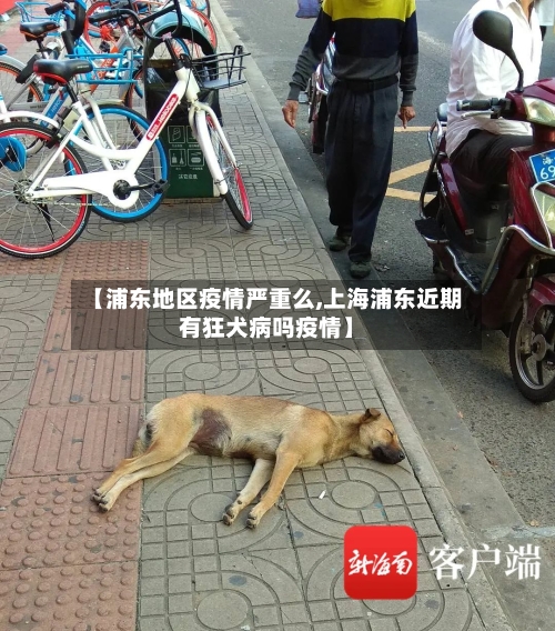 【浦东地区疫情严重么,上海浦东近期有狂犬病吗疫情】