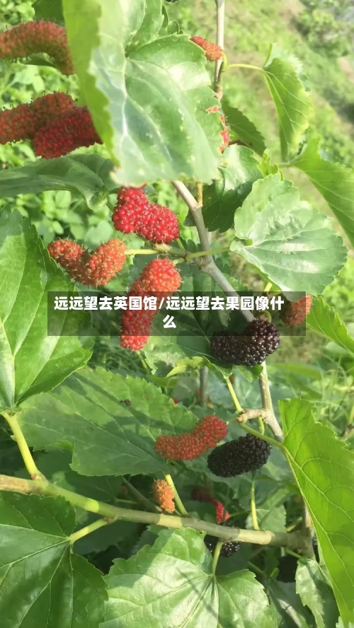 远远望去英国馆/远远望去果园像什么