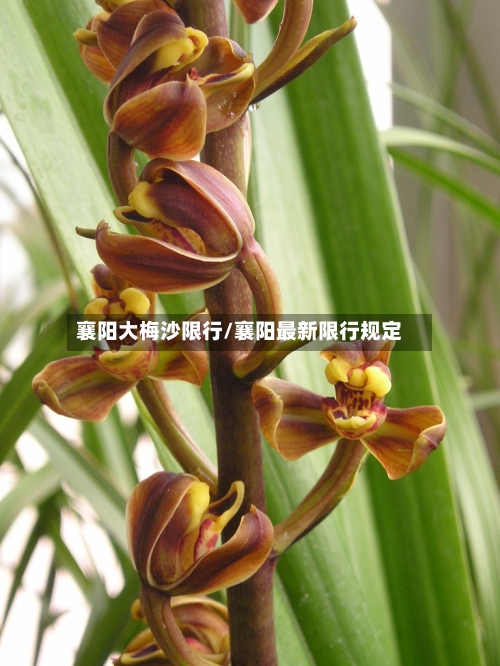 襄阳大梅沙限行/襄阳最新限行规定-第3张图片