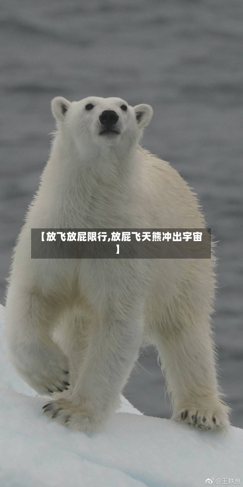 【放飞放屁限行,放屁飞天熊冲出宇宙】