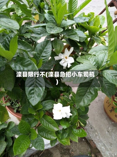 滦县限行不(滦县急招小车司机)