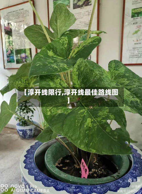 【淳开线限行,淳开线最佳路线图】-第2张图片