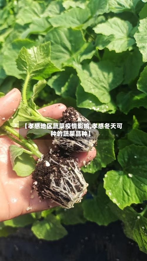 【孝感地区蔬菜疫情影响,孝感冬天可种的蔬菜品种】-第2张图片