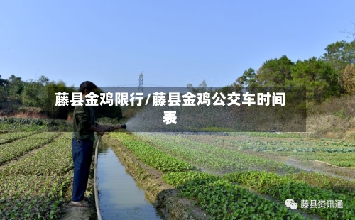 藤县金鸡限行/藤县金鸡公交车时间表