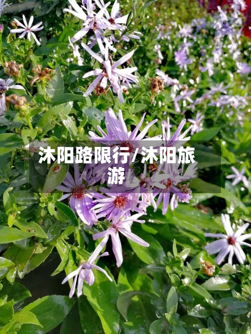 沐阳路限行/沐阳旅游