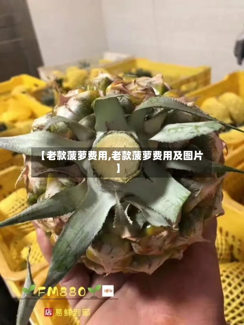 【老款菠萝费用,老款菠萝费用及图片】-第3张图片