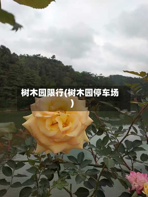 树木园限行(树木园停车场)