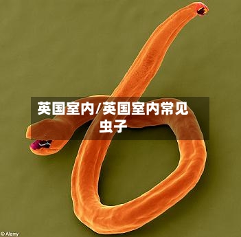 英国室内/英国室内常见虫子