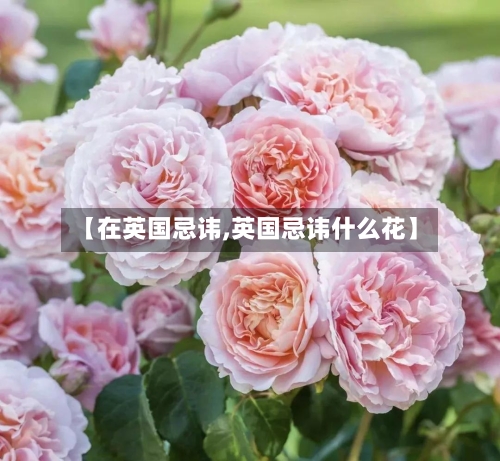 【在英国忌讳,英国忌讳什么花】-第3张图片