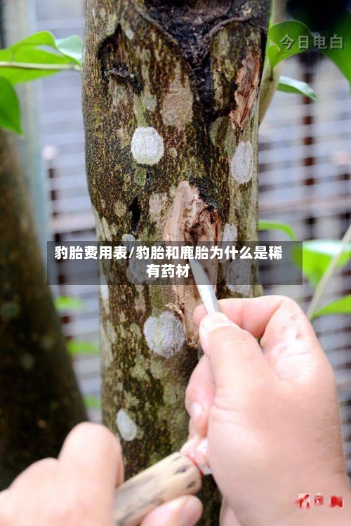 豹胎费用表/豹胎和鹿胎为什么是稀有药材